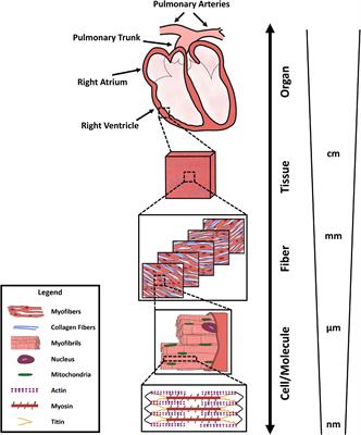 Current Understanding of the Right Ventricle Structure and Function in Pulmonary Arterial Hypertension